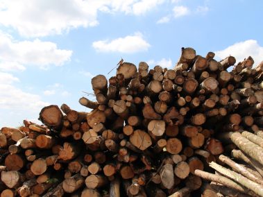 Another large pile of logs