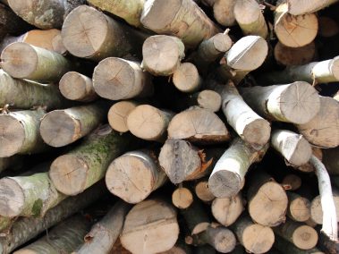 Pile of logs